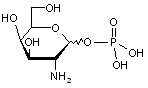 D-Galactosamine-1-phosphate