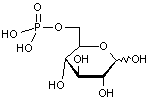D-Glucose-6-phosphate
