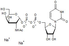 UDP-N-acetyl-D-galactosamine disodium salt