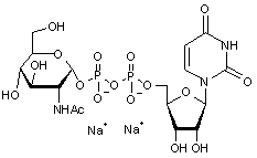 UDP-N-acetyl-D-glucosamine disodium salt