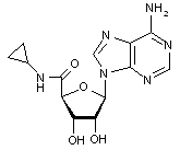 5’-(N-Cyclopropyl)carboxamidoadenosine
