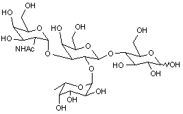Blood Group A tetrasaccharide (A-Type-6)