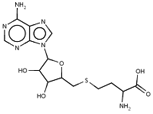 S-Adenosyl-L-Homocysteine