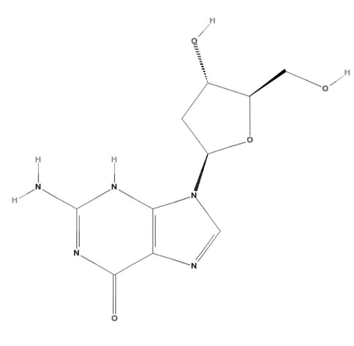 2’-Deoxyguanosine(dG)