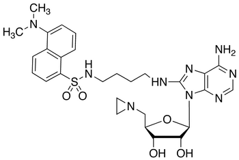 8-Amino[1’’-(N’’-dansyl)-4’’-aminobutyl]-5’-(1-aziridinyl)-5’-deoxy Adenosine