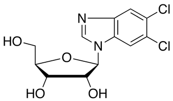 5,6-Dichloropurine-1-β-D-ribofuanosyl-H-benzimidazole