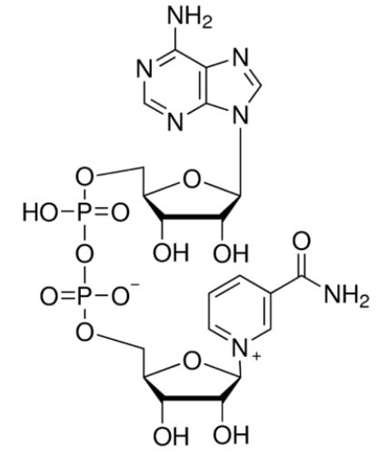 β-Nicotinamide Adenine Dinucleotide Hydrate