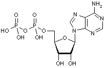 Adenosine 5’-diphosphate
