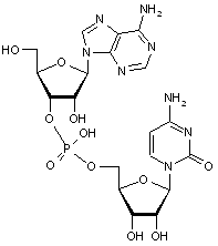 Adenylyl-3’-5’-cytidine