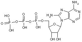 8-Aminoadenosine-5’-triphosphate sodium salt - 10mM aqueous solution