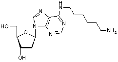N6-(6-Aminohexyl)-2’-deoxyadenosine