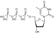 Thymidine-5’-triphosphate - 100mM in H2O